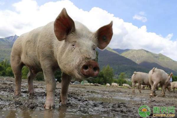 2020年养猪行情预测 2020年养猪行情预测，影响猪肉价格因素分析