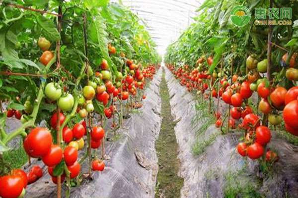 番茄怎么种 番茄怎么种？