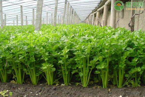 芹菜的种植方法和时间 芹菜的种植方法和时间是什么？