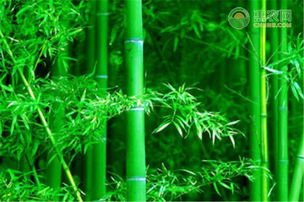 竹子的用途 竹子的用途有哪些？