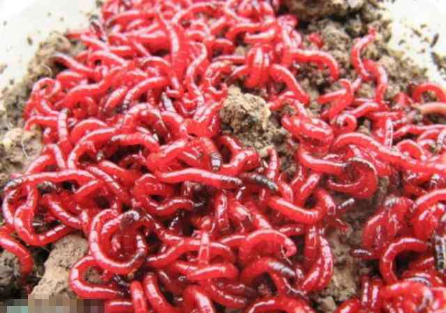 红虫怎么保存不会死 红虫该怎么长期保存养殖呢