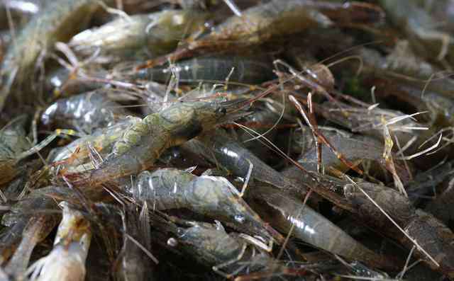 河虾养殖 河虾什么季节养殖好呢？怎么养殖河虾？河虾养殖实操技术