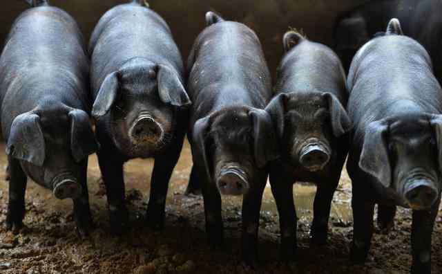 黑猪养殖 黑猪养殖技术及注意事项