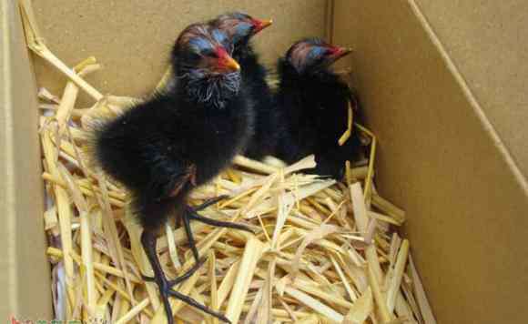 黑水鸡养殖 黑水鸡怎么养呢？