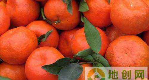 柑子的功效与作用 红桔的功效与作用及食用方法和禁忌
