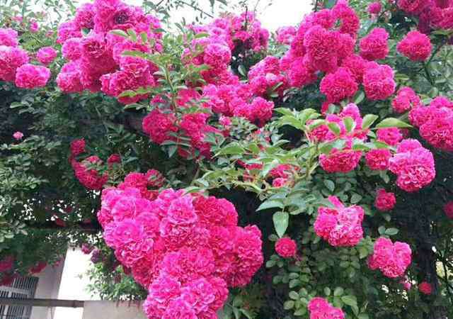什么花最香最持久 花期最长，香味最浓的红木香，也是最好养殖的花卉