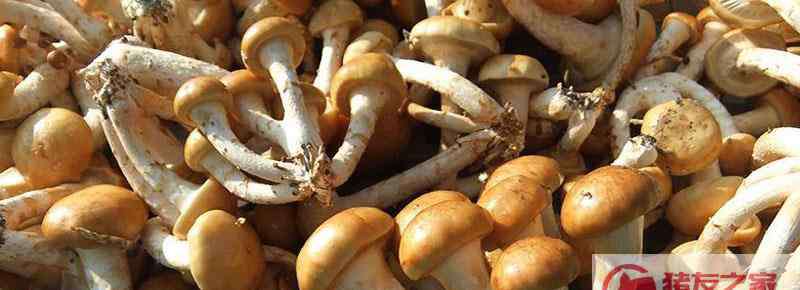 滑子菇产地 滑子菇、松茸、茶树菇之间的区别是什么  滑子菇价格多少钱一斤