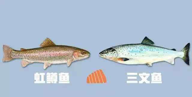 虹鳟鱼对比三文鱼图 虹鳟鱼到底是不是三文鱼？