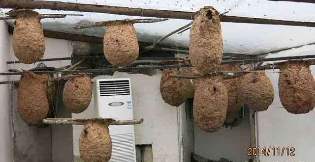 胡蜂养殖技术 胡蜂养殖技术流程