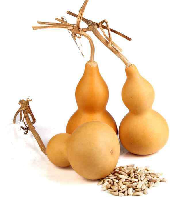 干葫芦籽怎么种植方法 葫芦好看不好种，学习种子三大催芽方法，简单种植