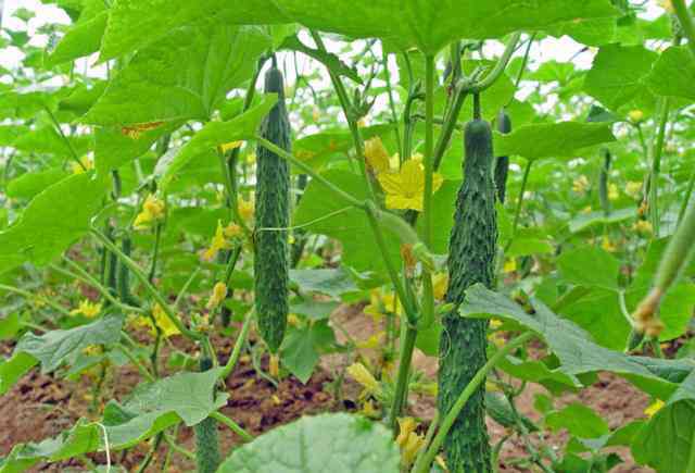 黄瓜栽培 黄瓜种植：黄瓜的4种栽培方式详细介绍