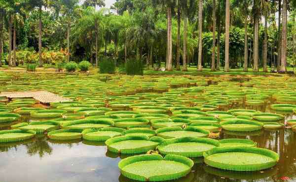 名树园 2020中国科学院西双版纳热带植物园旅游攻略 中国科学院西双版纳热带植物园有哪些景点