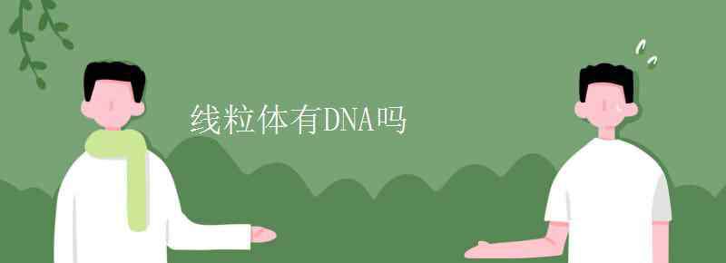 线粒体dna 线粒体有DNA吗