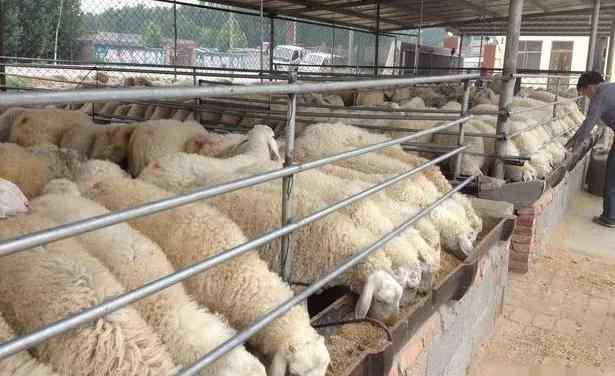 母羊外明图片 怀孕母羊一天喂多少饲料？