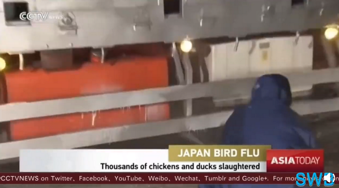禽流感已扩散至日本12个县 目前为止已扑杀300万只鸟禽