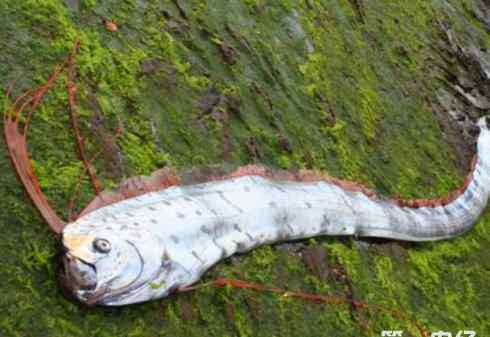 地震鱼为什么叫地震鱼 皇带鱼为什么叫地震鱼？皇带鱼能预测地震？