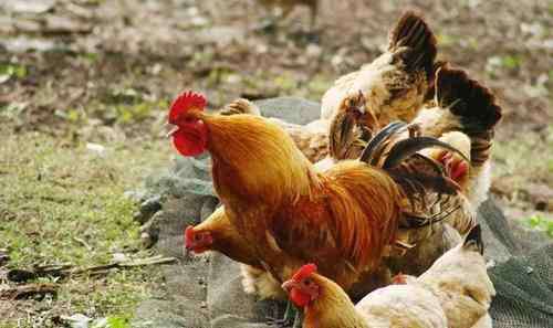 气管炎用什么药最好 鸡呼吸困难张口呼吸，鸡支气管炎疾病用什么药效果好？