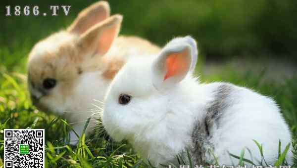 养兔子家里运气超好 家里养兔子影响风水吗