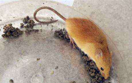 老鼠最怕她家里撒点它 家里面有老鼠怎么办 家里有老鼠怎么消灭