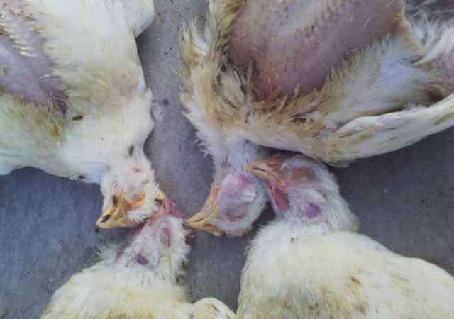 鸡突然死亡的原因有三 鸡也会猝死和瘫痪，本文告诉养鸡户原因和解决方案！