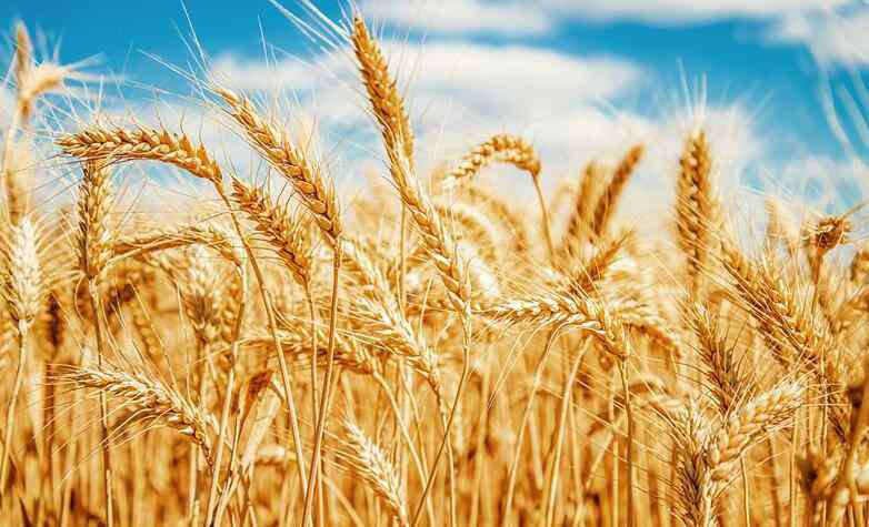 小麦多少钱一斤 现在小麦多少钱一斤 2020最新价格行情公布