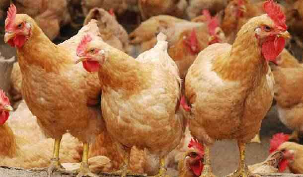 鸡马立克氏病 鸡马立克氏病详解：它有4种类型，养鸡户知道吗？