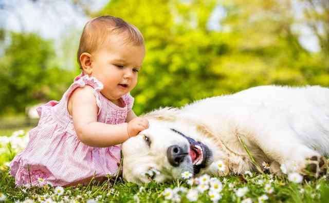 对儿童最好的犬 家中养狗对孩子的影响，不是吓唬你这些事知道越早越好