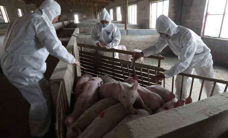 猪瘟疫情最新消息 日本扑杀17万头生猪 因再次发生大规模猪瘟疫情