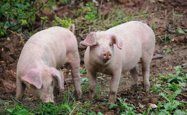 检查是阳性 检测报告呈阳性，猪群就会一定发病吗？