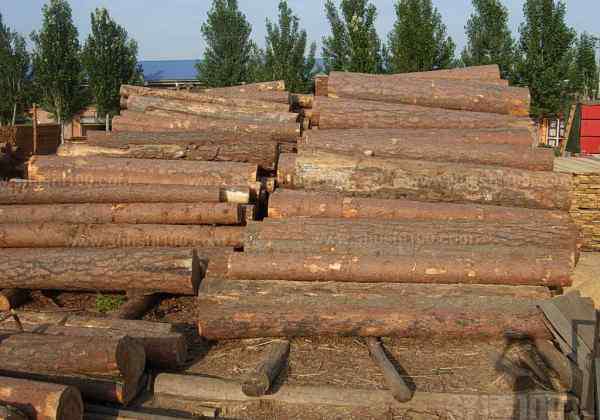 木材种类 木材种类大全—木材的种类有哪些
