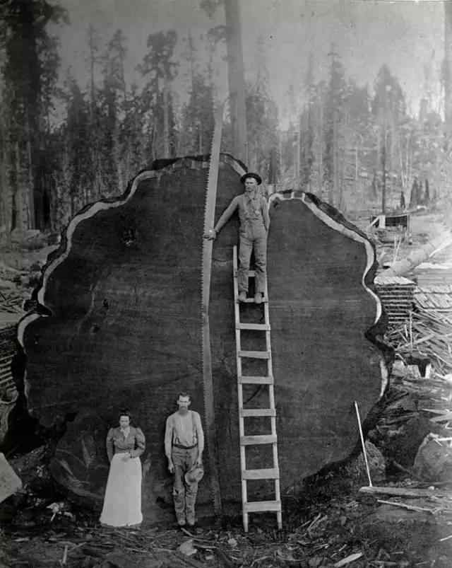 谢尔曼将军 世界上最大的一棵树---谢尔曼将军树