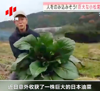 日本菜农收获巨型油菜 重量达6.2公斤 是普通油菜的200倍