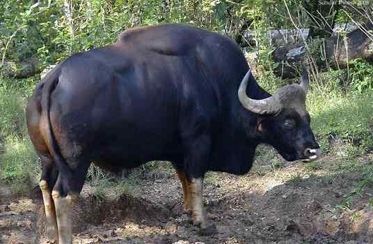 印度野牛 印度野牛是世界上现存体型最大的牛之一，浑身是肌肉！