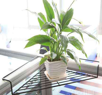 办公室植物摆放风水 办公室花架—办公室花架的摆放风水