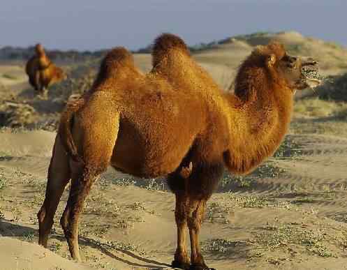 骆驼奶粉的价格 骆驼奶粉，驼奶价格偏贵的5大原因