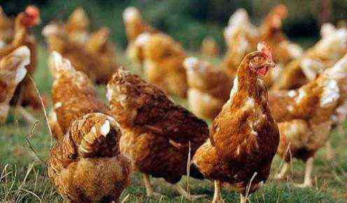 四川土鸡养殖 246只土鸡被吓死，过年期间养鸡的必须注意