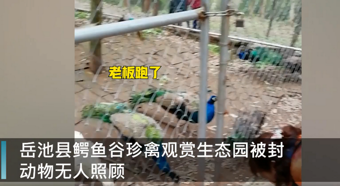 网传四川一动物园因老板欠钱被封 部分动物被饿死 网友心疼：好可怜！