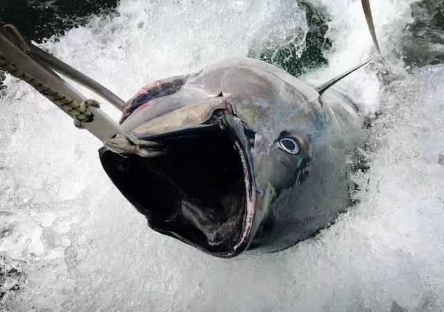 蓝鳍金枪鱼2000万人民 “它”是最贵的鱼！卖出2000万的天价，因太美味，被吃到濒临灭绝
