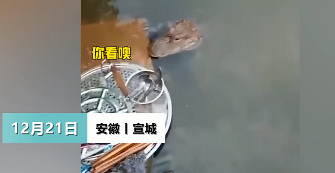 安徽一女子河边洗碗被野生扬子鳄“蹲守” 觅食画面被拍下 网友：有点萌
