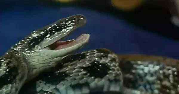人蛇大战电影 人蛇大战，来自90后童年的阴影，拍摄时用了上万条蛇，你记得吗