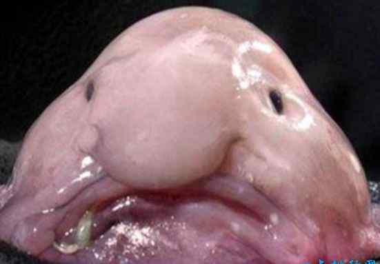 世界最丑的鱼 世界上最丑的鱼 水滴鱼丑到没朋友