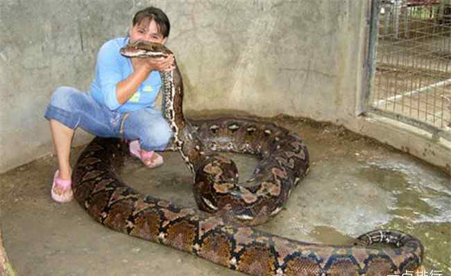 巨蟒勒颈身亡 女子遭巨蟒勒颈身亡 事发现场共有140条蛇