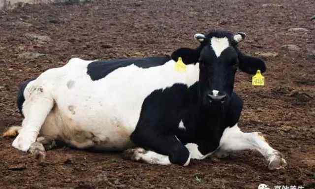 荷斯坦奶牛 中国荷斯坦牛养殖技术！