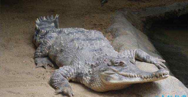 世界上最大的鳄鱼 十种世界上最大的鳄鱼 这种鳄鱼体型惊人