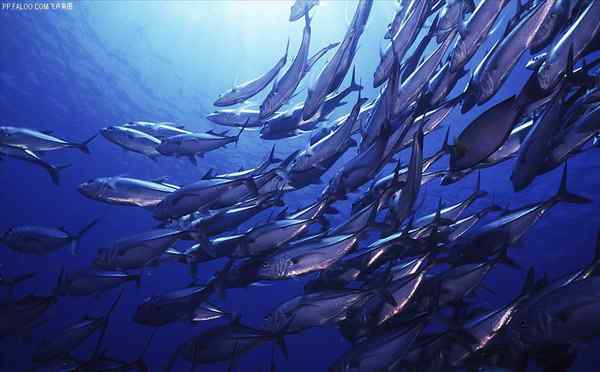 深海鱼油作用 深海鱼油的主要作用是什么？