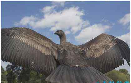 安第斯秃鹫 世界上最大的飞禽 安第斯神鹫翼展可达5米 濒临灭绝