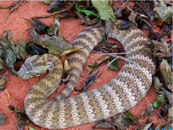 世界上最致命的蛇 世界十大毒蛇 世界上最致命的蛇