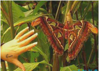 乌桕大蚕蛾 世界上最大的蛾，乌桕大蚕蛾比人的手掌还大