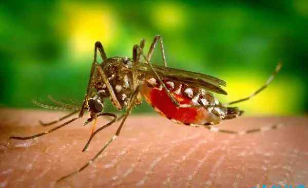 蚊子的寿命有多长 蚊子的寿命有多长？ 大部分蚊子仅有3-7天的寿命
