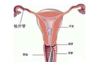 从受孕到分娩 女性必看：从受孕到分娩 女人子宫的变化